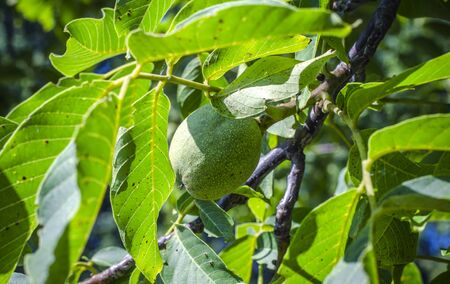 walnut kernel in a green wood shelving in summer