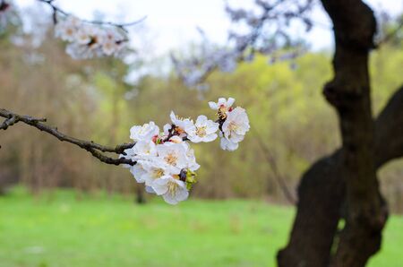 Apricot fruit tree flowering in springの写真素材