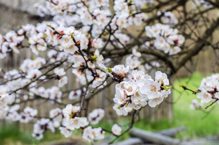 Apricot fruit tree flowering in spring