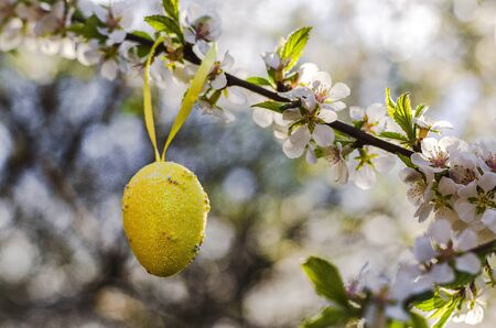 Decorative easter eggs on a flowering treeの写真素材
