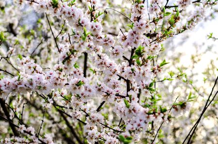 Flowering Chinese cherry in spring white closeup