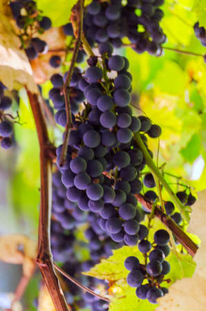 Bunches of blue grapes on the vine