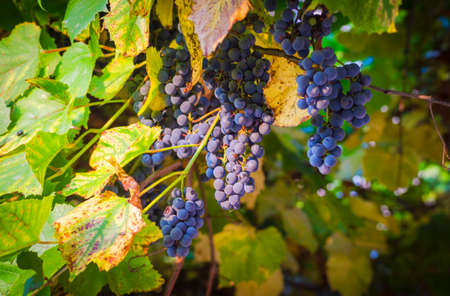 Bunches of blue grapes on the vine
