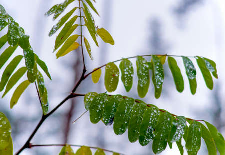 Acacia branch with raindrops on leaves in autumnの写真素材