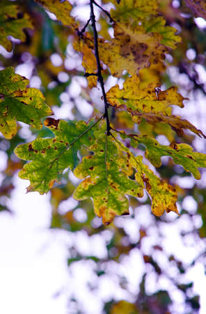 Leaves on the branches of an oak tree in the autumn forest after the rain