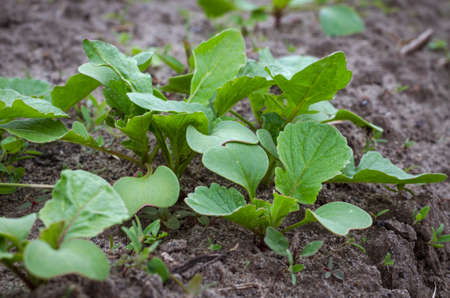 Sprouted radish seeds in the garden bed in spring