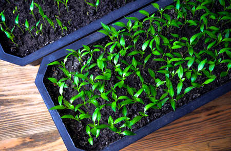 Spring planting of pepper in a pot close-upの写真素材