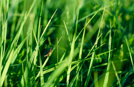 Green, spring, young grass close-up with insects. natural texture effectの写真素材