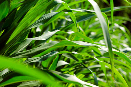Close-up corn plant with pronounced, contrasting leaf texture