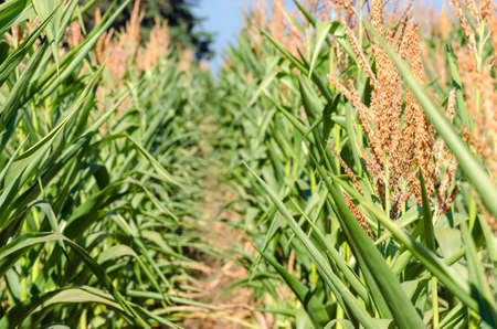 Agricultural field sown with corn. Corn field in the ripening season.