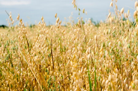 Ripe, yellow spikelets of oats in a field close up