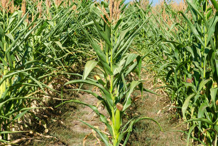 Agricultural field sown with corn. Corn field in the ripening season.