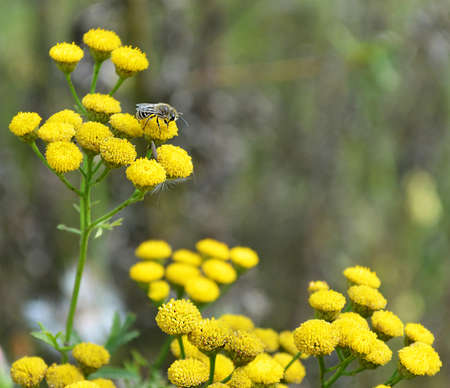 Lonas perennial yellow wildflowers, close upの写真素材