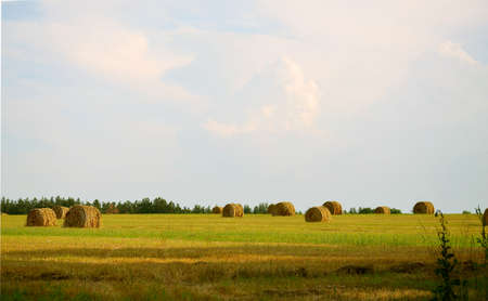 Round haystacks in the field. Beautiful summer landscape.