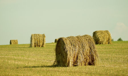 Round haystacks in the field. Beautiful summer landscape.の写真素材