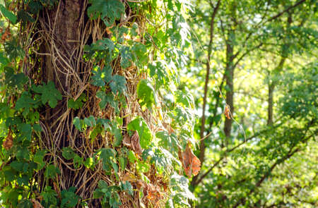 Wild grapes on a tree trunk in the forestの写真素材