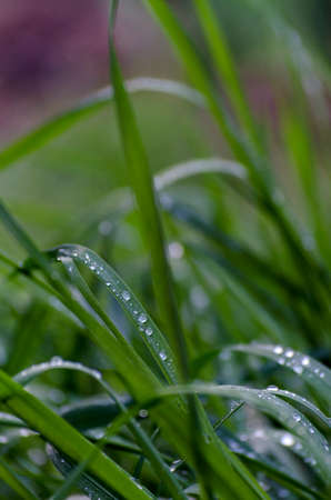 Morning dew on the green grass. Water drops on the grass - a natural phenomenon.の写真素材