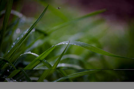 Morning dew on the green grass. Water drops on the grass - a natural phenomenon.