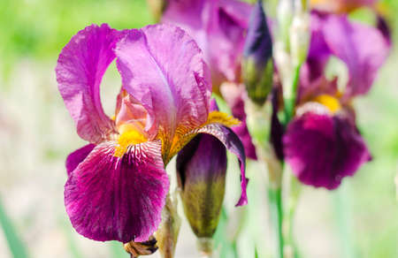 Purple blooming irises close up on a background of green garden. Large cultivated flower of the...