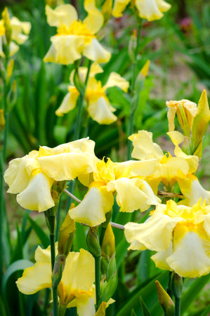Yellow large iris flowers in the garden close up. summer day. Perennial flowers