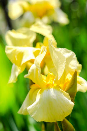 Yellow large iris flowers in the garden close up. summer day. Perennial flowers
