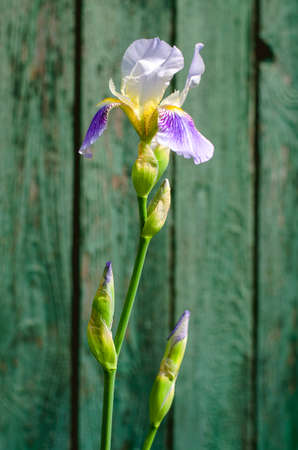 One white blue iris on a background of dreams with boardsの写真素材