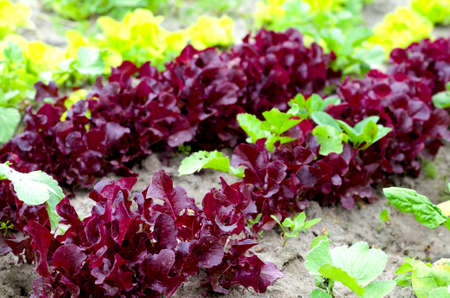 Growing lettuce on an agricultural field. Rows of lettuce close up.