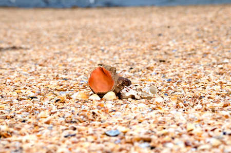 Beautiful sea shells by the sea on a blurred background.の写真素材