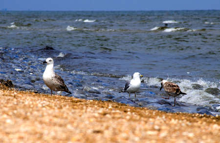 Seagull on the sea in search of food. Summer.の写真素材