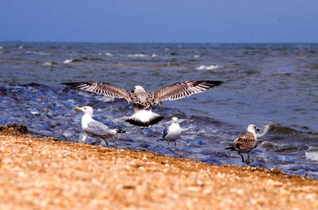 Seagull on the sea in search of food. Summer.