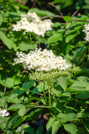 flowers of the medicinal elder plant bloom on the bush in summerの写真素材