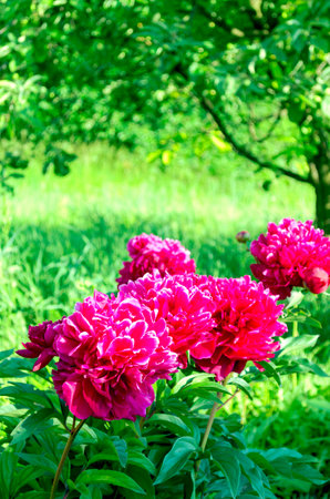 Beautiful burgundy peonies blooming in the garden close-up on a summer morning with dew dropsの写真素材
