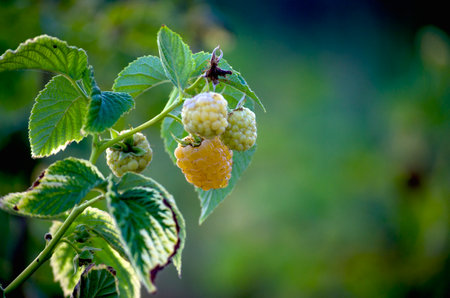 A berry branch of a raspberry bush in the garden with yellow raspberry berries