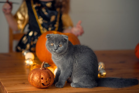 Grey cat sitting near pumpkin in Halloween decorated roomの写真素材