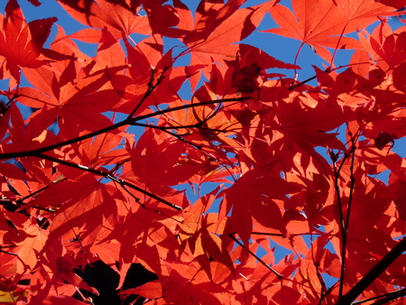 autumn leaves