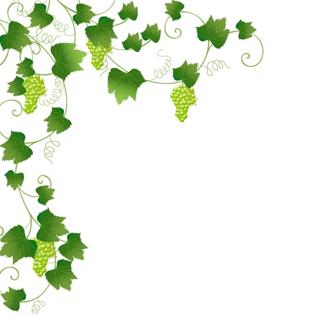 floral frame with grapesのイラスト素材