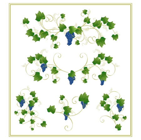 diffrent grape design elementsのイラスト素材
