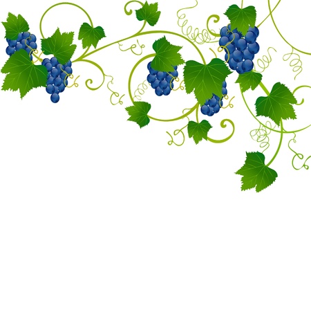 floral frameのイラスト素材