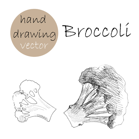 Hand Drawn broccoli. Monochrome sketch. Vector illustration.のイラスト素材