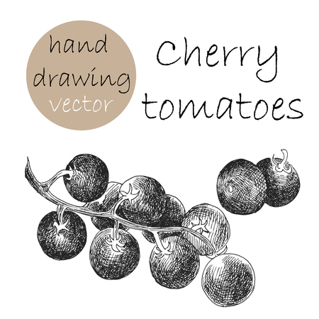 Hand Drawn Cherry tomatoes. Monochrome sketch.のイラスト素材