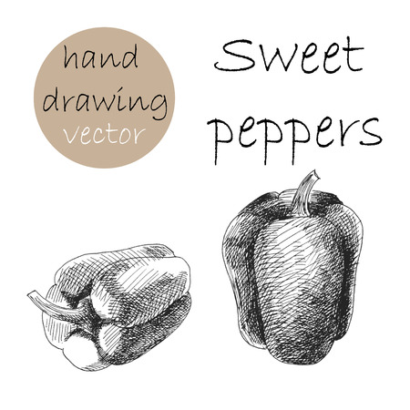 Hand Drawn sweet pepper. Monochrome sketch.のイラスト素材