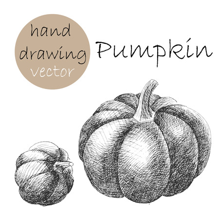 Hand Drawn pumpkin. Monochrome sketch. Vector illustration.のイラスト素材