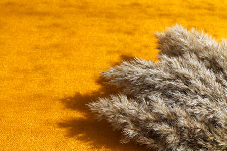 fluffy branches of dry reeds lie on gold fabric, hard shadows, autumn backgroundの写真素材