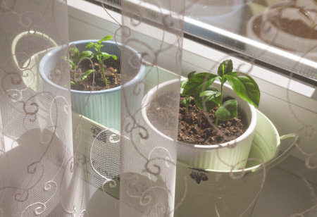 Indoor plants lemons in pots on the windowsill behind the curtain of the house in the sun. Cozy atmosphereの写真素材