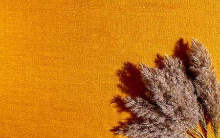 fluffy branches of dry reeds lie on gold fabric, hard shadows, autumn backgroundの写真素材