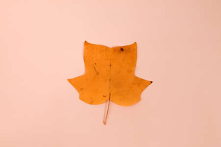 One yellow leaf of a tulip tree on a light pink background, Liriodendron tulip, top vievの写真素材