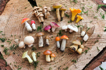 Set of different mushrooms from polymer clay on a board made of sawing wood for decorating and decorating the interior, miniature toys for the development of fine motor skills of children.の写真素材