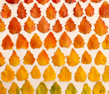 Autumn background of yellow-orange leaves lined with a gradient on a beige background, top view....
