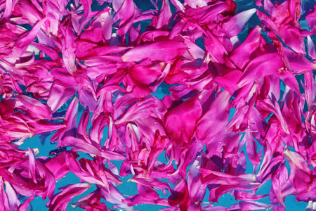 Petals of pink flowers in the water of the blue pool, texture, backgroundの写真素材