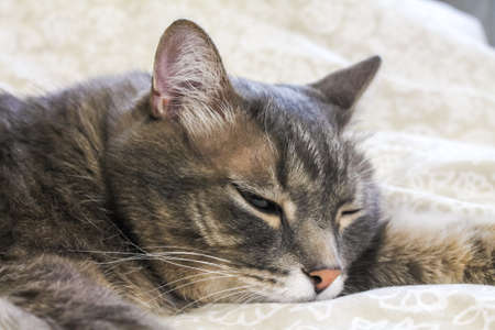 Domestic gray striped cat sleeps on the bed.